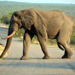 kruger park 1602476 1280