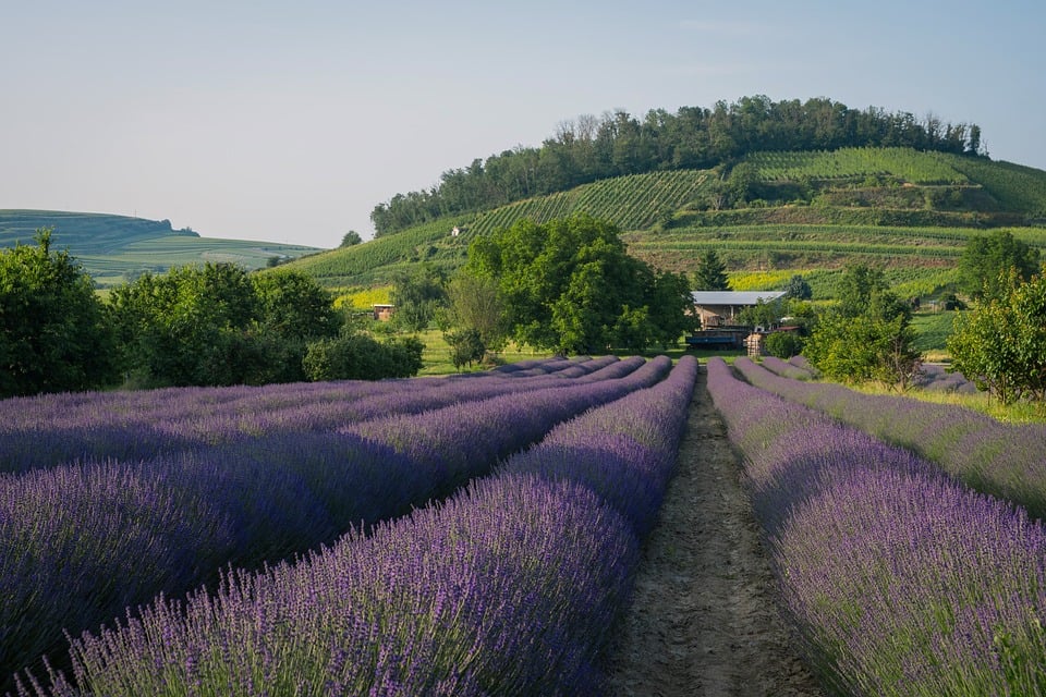 lavender field 9659072 960 720