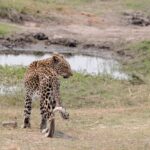 leopard 8231580 1280