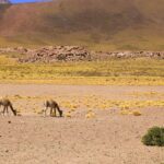 luiza-braun-UvJ1FiD6c8g-unsplash