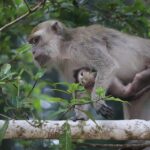 macaque 7522572 960 720