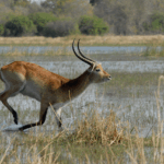 marsh antelope 694461 1280