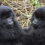 mountain gorilla 3560377 960 720