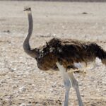 namibia 4955189 1280