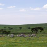 ngorongoro conservation area 2735631 1280