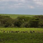 ngorongoro conservation area 2735654 1280