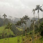 nicole arango lang fyiprgzqbba unsplash