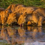 okavango delta 5158390 1280