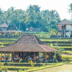 paddy field 5111605 1280