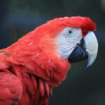 parrot 2909828 1280
