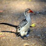 red beak 1638491 1280