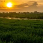 rice field 4719802 1280
