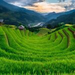 rice terraces 7576239 1280