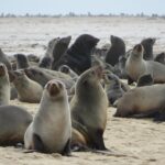 sea lions 2780078 1280