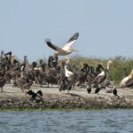 senegal 4615206 1280