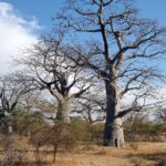 senegal 4752571 1280