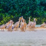 senegal 7684585 1280