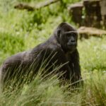 silverback gorilla 8027660 1280