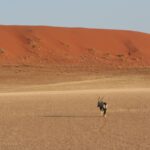 sossusvlei 3811331 1280