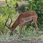 south africa 3075732 1280