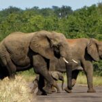 south africa 3084196 1280