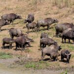 south africa 926921 1280