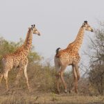 south africa 926929 1280