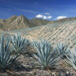 stephan hinni hneq6au1ams unsplash