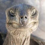 tortoise 2893807 1280