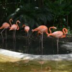 tulip sunflower zhyuuzwnmww unsplash