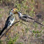 two birds 1638488 1280