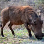 warthog 1611789 1280