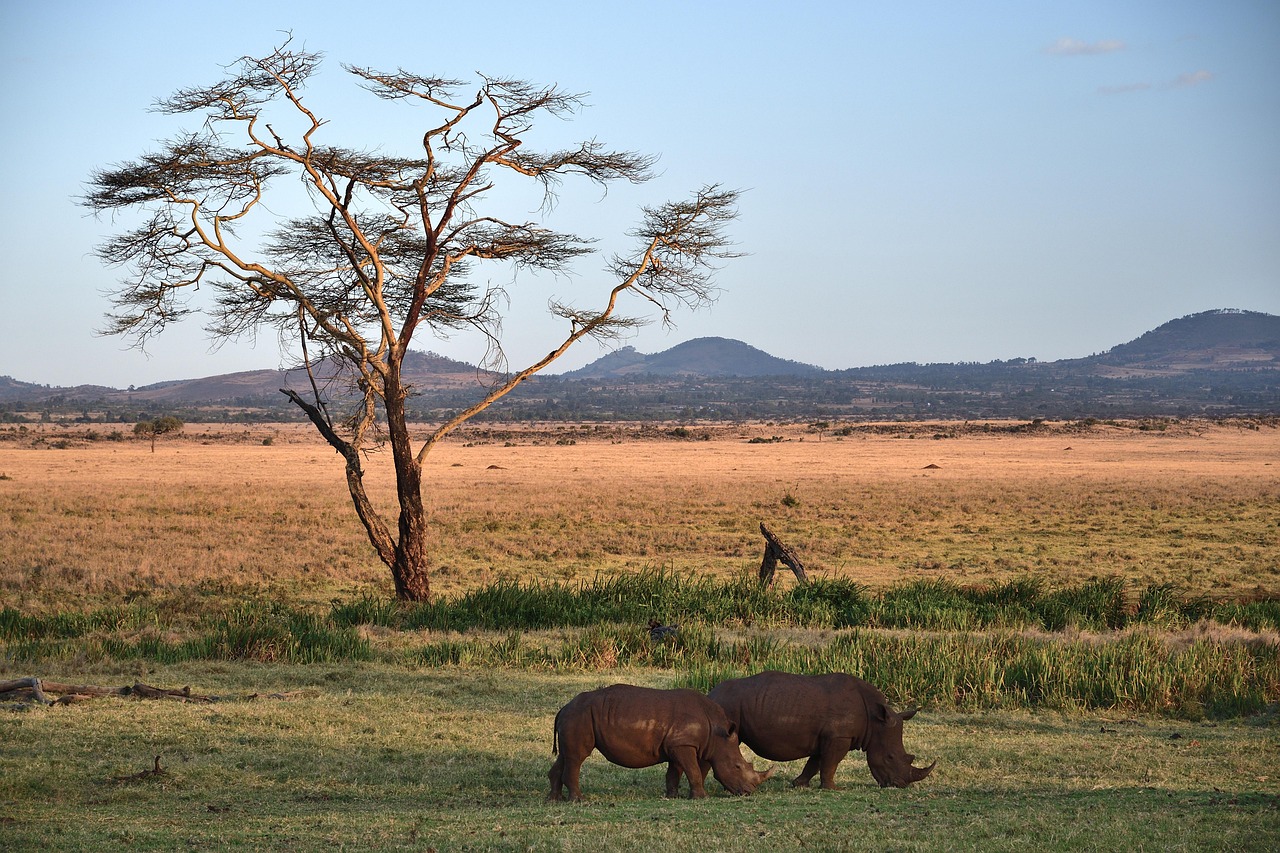 white rhinoceros 7247711 1280