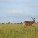 wild life 2882313 1280