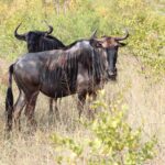 wildebeest 1768485 1280