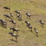 wildebeest migration 3995945 1280