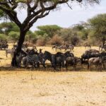 wildebeests 7463289 1280