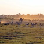 wildlife 8340609 1280