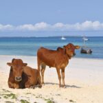 zanzibar 2042787 1280