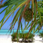 zanzibar 2783447 1280