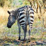 emmy-shingiro-CGV7uizNHzM-unsplash