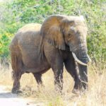 emmy-shingiro-GinUxBYEeL0-unsplash