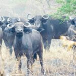 emmy-shingiro-YWDuI9fTjY8-unsplash