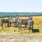 emmy-shingiro-ZcxyiZ_MJ6U-unsplash