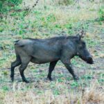 emmy-shingiro-eueilejezms-unsplash