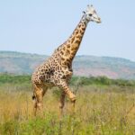 emmy-shingiro-exbe6IsC1pE-unsplash