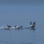 karl heinz muller nfsx7h1dnam unsplash