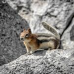 louis paulin 8dloldd lrw unsplash