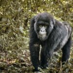 luc-huyghebaert-oplXUWVT7w8-unsplash