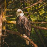 nico meier fqpvbactfvq unsplash